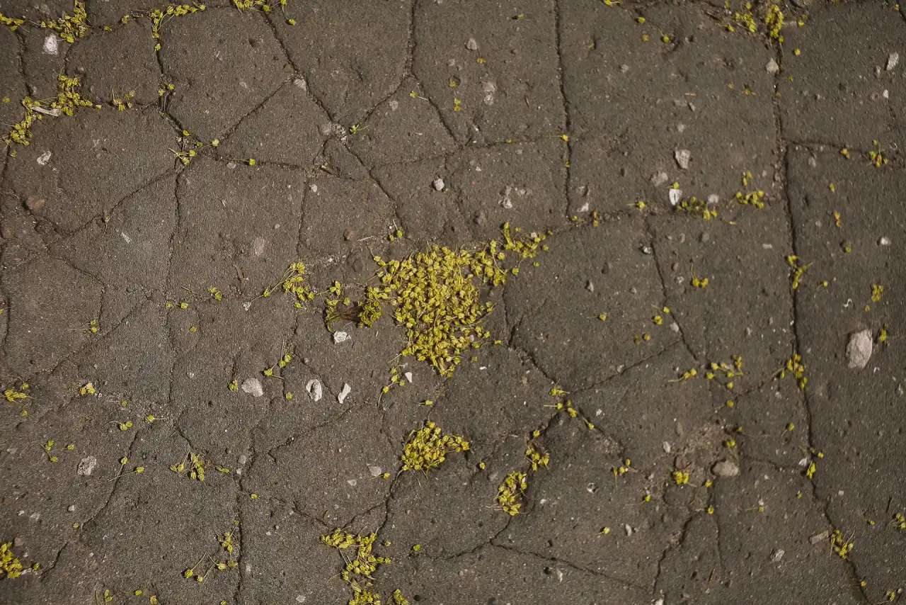 Deteriorated concrete walkway panel with map cracking across the surface