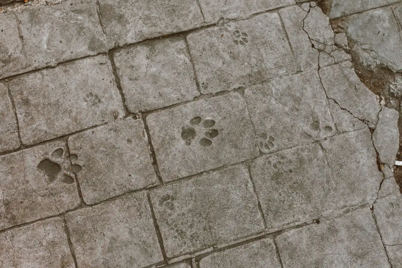 Stamped concrete slab tooled into large square stone panels with defined grout lines